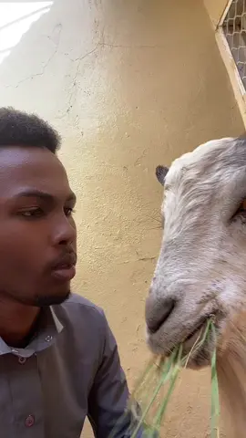 Ciid mubarik #عيد_سعيد #عيد_مبارك #muqdisho #somalitiktok #CapCut #eidmubarak #عيد_الاضحى #ciidwanagsan 