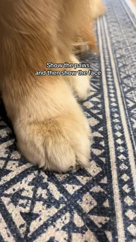 Bonus at the end. 😉 #dogsoftiktok #dogoftheday #cutedogs #goldenretriever #pawsome