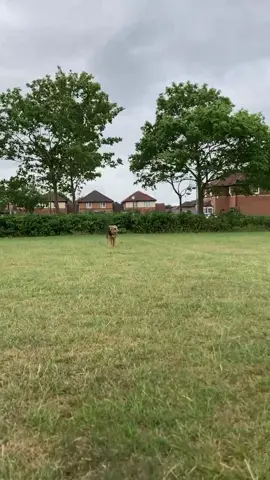 More 'off lead' but trying the 'touch' command and signal for recall. Really seeing engagement thanks to @user4653880521453 #puppyintraining #airedaleterrier #puppylife #puppylife #airedaleterrierlovers #fyp #walkies 