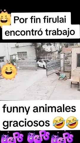 tiktok tendencia para hoy: Firulai lo vuelve a hacer,  #firulaisentiktok #masvistos #funnyanimals #mascotasreaccionan #enfoquegracioso #tendenciatiktok #funnyanimals #viral #fypシ゚viral #tendenciatiktok #2023 #lol #tiktokhumorrr #audioviralentiktok #funny #dog 