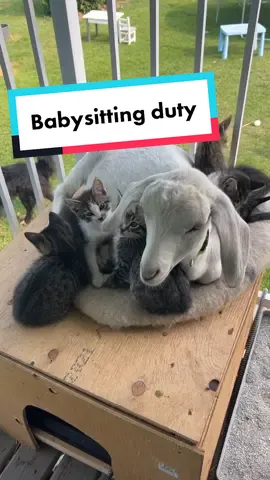 Pheonix , the goat, was on babysitting detail again. He takes his job seriously. #farmlife #kittensoftiktok #ruggedacres #catsoftiktok #goatsoftiktok #kittens #farmmom #saskatchewan #saskatchewanlife 