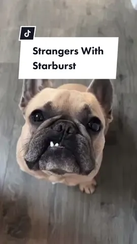 What wouldn’t some of us do for candy? #frenchbulldog #dogparent #dogpark #strangers #comedy #jasonbankscomedy #cred @Jason Banks  @Apollo The Frenchie  @Apollo The Frenchie 