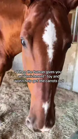 Well, where are they? 🥕 #horsetok #horselife #horsesoftiktok #wheresrick 