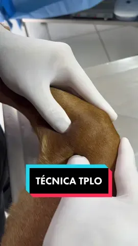 Fala galera, já conhecia a técnica TPLO?✨ Gostou do conteúdo? Tem muito mais de onde esse veio na rede vizinha, não se esqueça de me seguir para não perder nada 😉 #vet #veterinario #medicinaveterinaria #cirurgiaveterinaria #estudanteveterinaria #dicavet #Clinicaveterinaria #cuidar #produtividade #comunicação #desenvolvimento #logica #aprender #ciencias #foryou #foryoupage #fypシ #fy 