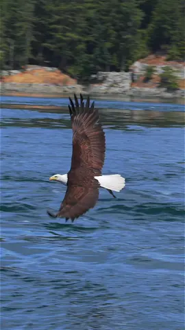 What to see an epic feeding frenzy with HUNDREDS of bald eagles?! 🦅🔗 Link in bio to my YouTube channel. #eagle #baldeagle #britishcolumbia #canada 