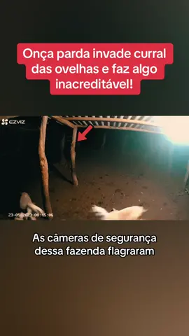 Onça invade curral das ovelhas e faz algo inacreditável! #agro #rural #roça #onça #ovelha #fazenda 