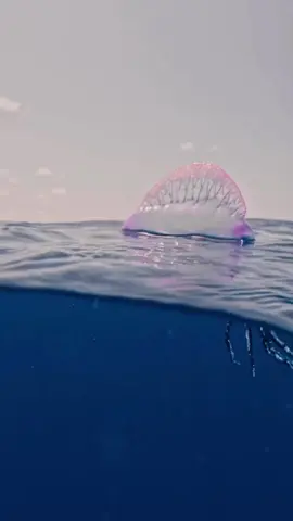 Portuguese Man Of War 🪼 Follow us for more! . Credit: ricardo.saltwater . #portuguesmanofwar #jellyfam #jellyfish #jellyfishes 