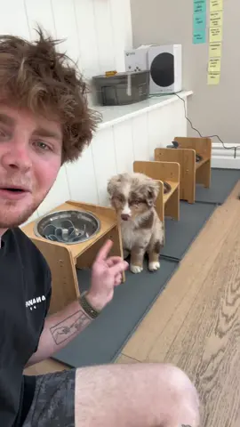Lmk if you want more adorable puppy content