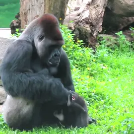 Cool and sweet between gorilla daddy D'jeeco with son Jabali so cool and sweet 