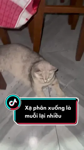 Ở quê thì chỉ có nhiều muỗi hay ít thôi chứ ko hết nổi đâu mn ơi. #xuhuongtiktok #camgiangnguyen #tainuoiga #windnet #miêntayquetoi 