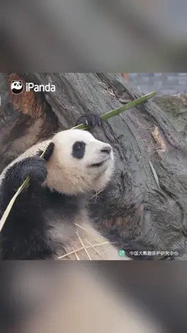 What do you master “iron-head” kung fu for? Just for eating bamboo! #panda #animal #animalsoftiktok #cute #funny #chinesekungfu #kingfu #kungfupanda #fyp #ironhead