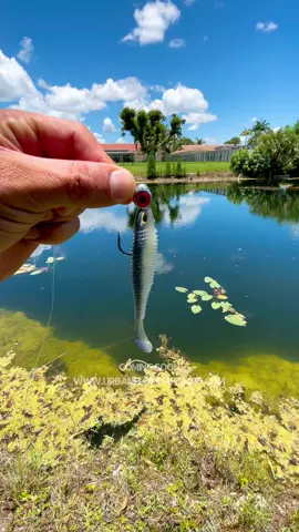 😮‍💨The Assassin and the Red Eye Chaos jig head hook combo🔥 talk about a peacock bass slaying combo right here! We are about 10 days or so from dropping our awesome swimbaits and hooks our swimbaits will come in a 3in and 4in and the hooks will come in a 3/8oz and 1/4oz. If you would like to get notified when my swimbaits drop, head over to my website www.urbanfloridafishing.com or check my Linktree and head over to my store and sign up for my notification alerts. They will be dropping in 1-2 weeks. And since you took the time to read my caption, I just want to thank you and say that I appreciate you. I'm going to hook you up with the discount code FL20 to get 20% off your entire order for taking the time to read my caption and watching my video!💪  El combo de anzuelo de cabeza de jig The Assassin y Red Eye Chaos - ¡hablando de un combo para matar el pez pavón justo aquí! Estamos a unos 10 días aproximadamente de lanzar nuestros increíbles señuelos y anzuelos. Si te gustaría recibir una notificación cuando mis señuelos estén disponibles, dirígete a mi sitio web www.urbanfloridafishing.com o revisa mi Linktree y ve a mi tienda para suscribirte a mis alertas de notificación. Estarán disponibles en 1-2 semanas. Y porque te tomaste el tiempo de leer mi pie de foto, solo quiero agradecerte y decirte que te aprecio. ¡Ahora, voy a ayudarte con el código de descuento FL20 para obtener un 20% de descuento en tu pedido completo por tomarte el tiempo de leer mi pie de foto! 💪 #urbanfloridafishing #southfloridafishing #videosdepesca #assassinswimbait #urbanfloridafishingswimbait #bassfishing #jigheadhook #theredeyehook #sportsfishing #pescando #carnadasepescar #fishinglife #mybrand #freshwaterfishing #saltwaterfishing 