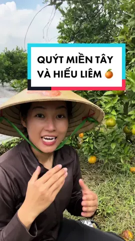 Sự khác nhau giữa Quýt Đường miền Tây và Hiếu Liêm 🥰🍊 #tienquyt #cfarm #nongsanviet #camsanh #quyt #dailyvlogs 