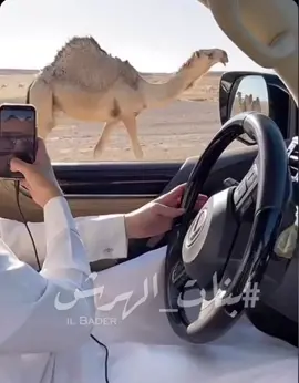 كانها عذرا ذبحها التغطرس والجمال  تسلب اللي قد لمحها على البير ضحوي  #بنات_الهرش بن عميش 