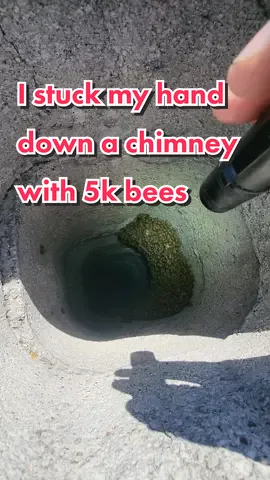 ⚠️ WARNING: Do not stick your hand in a dark hole with 5,000 stingy insects ⚠️ But please, enjoy watching us do it! #beetok #bees #savethebees #animals #bugs #wildlife #nature #chimney #contractor 