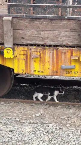 Rail Worker Cat 😾 Ignores Me...  #NYCSubway #NYC #NYCSubwayLife @MTA @MTALIRR #Subway #Railfanning #NewYorkCitySubway #MTASCAPES #LIRR #SubwayTrain #NYCHistory #NYCTransit #TrainOperator #TrainConductor #MTA 