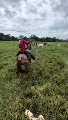 Cada día disfrutando mas del campo 🤠🙏🏼…… #campo #colombia #vaquero #ganado #vidacampo #ganaderia🐂🐎 #caballos #fincas #paratii #parati #videoviral #tendencia #trabajoduro #pasionganadera 