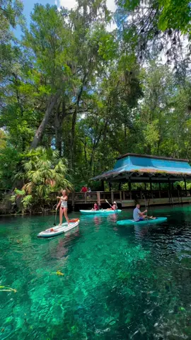 📍SILVER SPRINGS Located in Silver Springs, FL | Only 1 hour and 30 minutes away from Orlando Don't miss out on an this amazing paddle adventure + our other destinations! Visit otterpaddleorlando.com | Reservation Required 🤙 BOOK NOW - Link in Bio #otterpaddleorlando #irocker #silverspring #silversprings #silverspringsstatepark #floridasprings #flsprings #thespringstate #visitflorida #paddleflorida #exploreflorida #floridaadventures #paddleboardflorida #paddleboard #paddleboarding #visitorlando #exploreorlando 