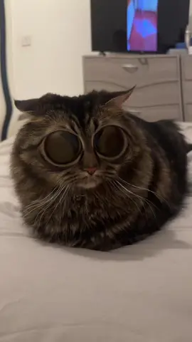 🥰🐈‍⬛🖤 kitttyyyy 🥰😍 #cat #catoftiktok #familycat #foryoupage #cleo #kitty #catyawn #sleepykitty #thelifeofacat #enjoy  