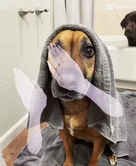 Whats up 🐶🐶 #capcut #dogsoftiktok #dog #harley #capcuttemplate #capcuttemplateideas #whatitischallenge #fyp #puppies #dogs #doglover #cute 