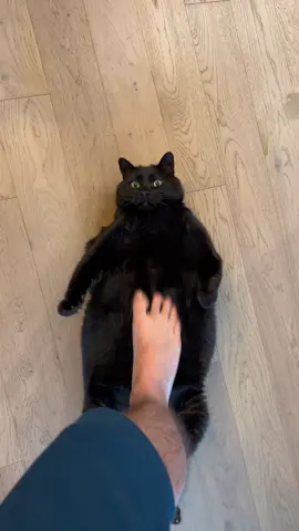 #catsoftiktok #crazycatman #cat #fatcat 