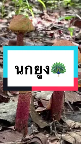 #เห็ดผึ้งขาลาย 🍄🍄#อาหารจากธรรมชาติ #เห็ดผึ้งหวาน #เห็ดผึ้งนกยูงคะ #aomsosity 