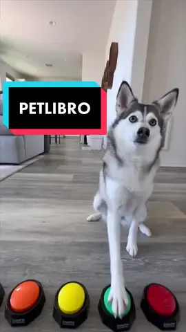 Sapphie loves her new #petlibro feeder 🐶 Make sure you use the code SAPPHIE to get an additional $40 off your purchase! Link in bio! #petlibropartner #petfeeder #dogproducts 