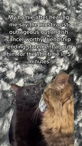 yk who you are 🤝 #foryou #fyp #CapCut #sorrynotsorry #cat #catzoningout #funny #viral #fakeeverything #hehe 
