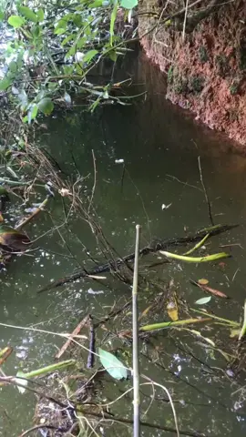 Vlog câu cá tập 9 #cauca #batca #Vlog #trending #fish #fishing #fishtok #fyp #viral #xuhuong #fishinglife #FoodFestOnTikTok