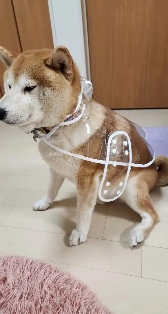 嵐のデビュー曲衣装を着たらサイズが小さかった柴犬 #柴犬 #犬のいる生活 