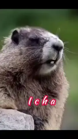 Ichaaaa..ichaaaa...😂 Anak aku kalau dengar si chipmunk ni panggil nama dia laju je dia nyaut 😂 #tupaipanggilnama #tupaipanggilnama🤭 #fyp #fypシ #fypシ゚viral #trending #CapCut 