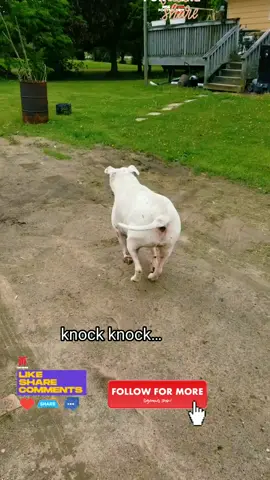 #CapCut #PETLOVE #PetsOfTikTok #VIRALVIDEO #VIRAL #FORYOUPAGE #FYP #DOGSOFTTIKTOK #OLSOUTHERNWHITE #AMERICANBULLDOG #FUNNY #TREND #1DAISYMAY