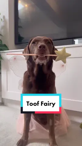 A magical visitor🧚🏼✨🦷