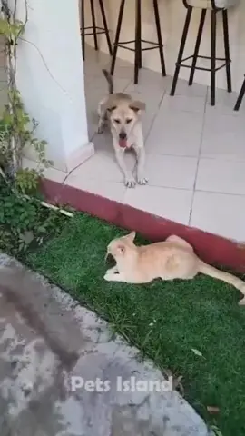 The end😂#funny #funnyvideo #foryou #haha #cat #viral #dog #pet #wee #animals 