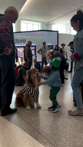 A pig, giant rabbit and Duke Ellington the cat? Looks like we aren't in Kansas anymore...we're flying out of San Francisco! 🐷🐰🐱 #animals #therapyanimals #wagbrigade #cat #pig #rabbit #goodnews@sanfranciscoairport