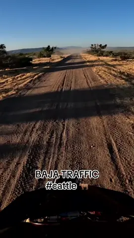 Baja Traffic for @Albaro Ortiz at the Baja 500 #baja #cattle #racing #mexico #honda #baja500 