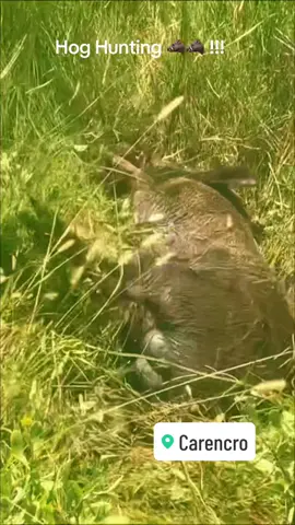Hunting Hogs @HookEm&CookEm337 #hogs #huntingseason #hunt #hoghunt #fyp #foryou #foryoupage #bayoulife #huntingtiktok #hunter #wildlife #wildanimals #wildhogs #wild 