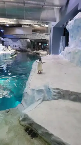#heresmystrut #penguin #detroitzoo #cute #foryou #dance #fyp #silly 