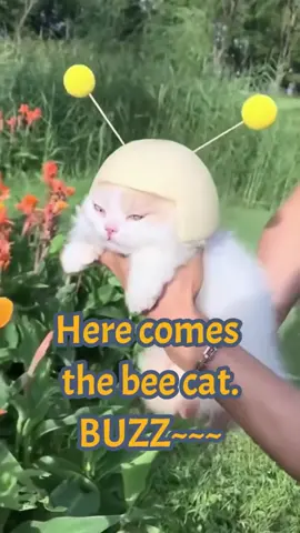 Here comes the bee cat. BUZZ~~~ #cutecatclips #funnypets #funnycat #catsvideo #catoftiktok #catlover #kittensoftiktok #catlover #catlovers #cutecats #catlove #cats #kitten #catsoftiktok  #petcats #tiktokcats #fyp #foryoupage #foryou  #viral #trend #greenscreenvideo 