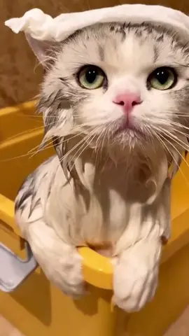 #foryou #petcat #cleaning #comfortable 