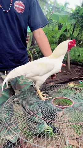 ขำๆยามเย็นครัย🐓#🐓🐓🐓🐓 #ไก่ใต้ไก่เดือย #อนุรักษ์ไก่ใต้ #ไก่เดือยใต้ #ไก่เดือย #ไก่ใต้ชุมพร #ไก่ใต้สายพันธ์ดี #ไก่เดือยชุมพร #ชีชุมพร🐓 #ไก่ชีชุมพร #ไก่ชนคับ #ไก่เดือยภาคใต้ #เดือยไก่ใต้ #ไก่เดือยทอง #ค่ายไก่น้องอังเปา #ไม่ใช่การทารุณกรรมสัตว์ 