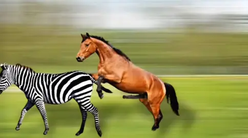 zebras e cavalos na selva eles se reproduzem??#zebra #cavalo #selva #animalzinholindo #mundodosbichos #viralizou #mundotiktok #mundoanimal #animalsoftiktok #selvagem #natureza #animaisfantasticos #viralvideo #viral_video #animaisselvagens #viraltiktok #animais #reproducao #cruza 