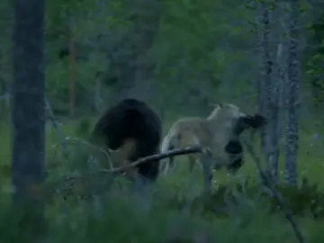 bear vs wolf fighting for food #animals #wildanimals #animalworld 