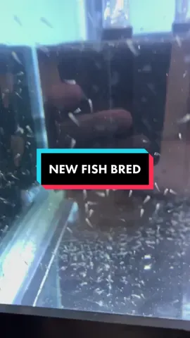 Jiggly codes and Milly codes have been created! #fish #goldfish #aquarium 