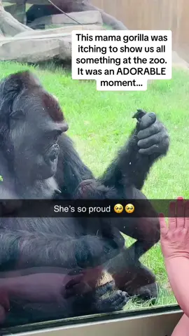 The kiss from mama gorilla at the end 😭😭😭 #Pubity (Lacie Daniels via @ViralHog)