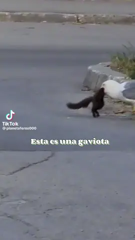 🌊 Las gaviotas son aves bien chistosas y muy interesantes, ¿tú sabías que comían presas vivas?😱 #gaviota #ardilla #ciencia #biologia #aves #SabiasQue 