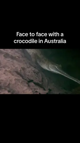 Plus de details du croco sur instagram:  @semaskovish Face to face with freshwater ! #fyp #foryou #crocodile #austria #france 