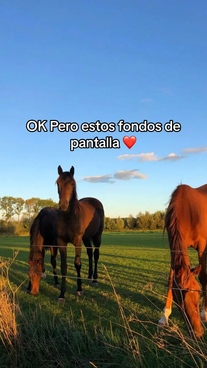 Estos fondos me volvieron loco ❤️ #fondodepantalla #wallpapers #wallpaper #arte #aterdecer #caballos #vidavaquera #rancholife 