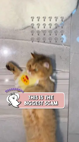 Get this Dry Cleaning Glove to stay alive while cleaning your cat! 😻👍🏾 #cat #cats #catsoftiktok #cattok #catlover #kitty #kitten #catmomlife  #grooming #petfriendly #catmom 