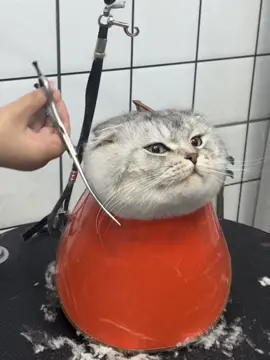 #cute #cat  